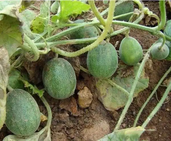 马泡瓜是一种常见的野生藤蔓类植物,长得和甜瓜非常相似,不过这个和