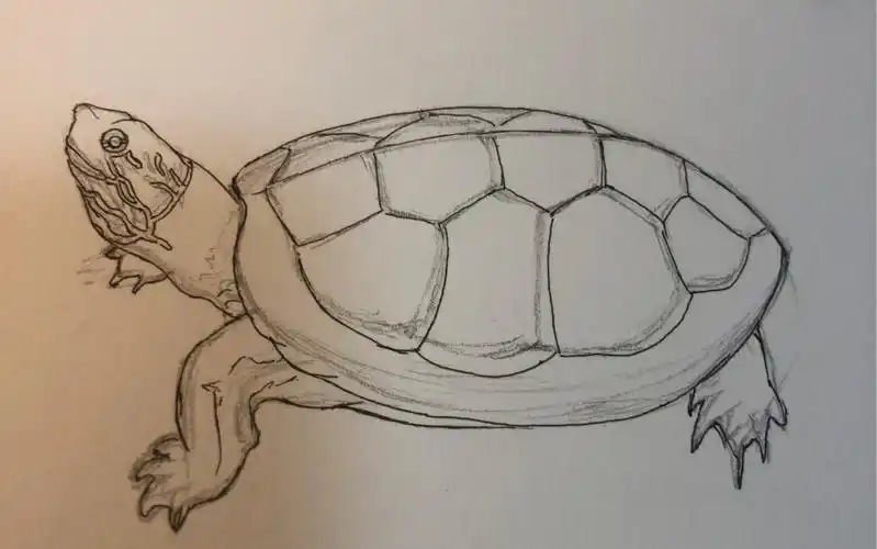 一直撸龟一直爽