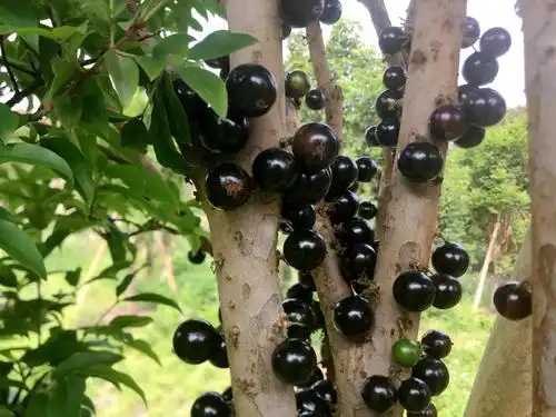 江门新会嘉宝果成熟硕果累累挂满枝头