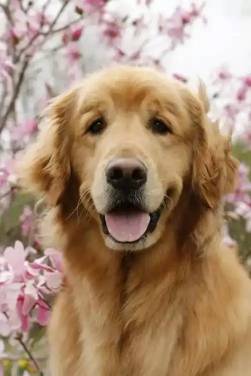 拉布拉多和金毛傻傻分不清?教你快速辨认!