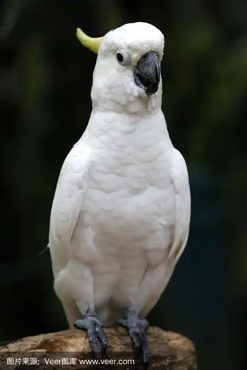 在鸟类公园看到的白鹦鹉
