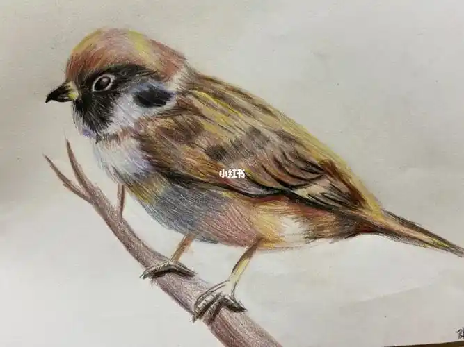 彩铅麻雀少儿美术