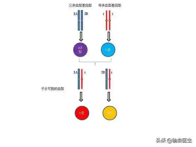 按照常规ab血型分析其基因型,应该是下图所示的分析过程,孩子应该是