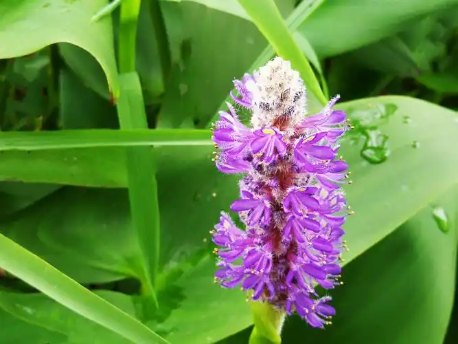 植物百科: 梭鱼草