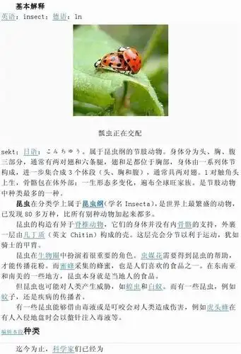 昆虫简介