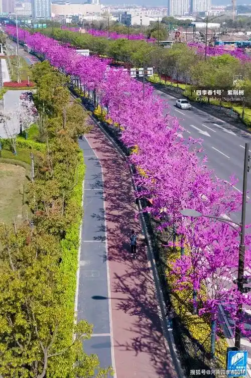 有魔力的四季春1号紫荆树