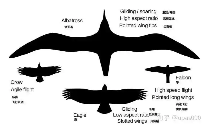 鸟翼结构的复杂性不亚于鸟本身的复杂性.