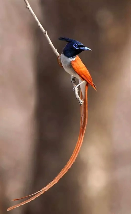 动物摄影74【天堂鸟】