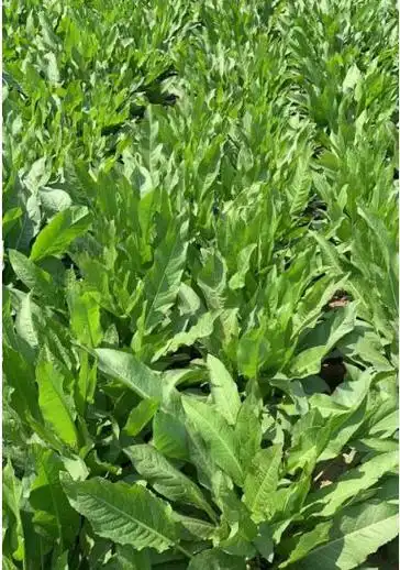 养猪的朋友都想种一个一年四季都能长,又多年生,营养又好的牧草,到底