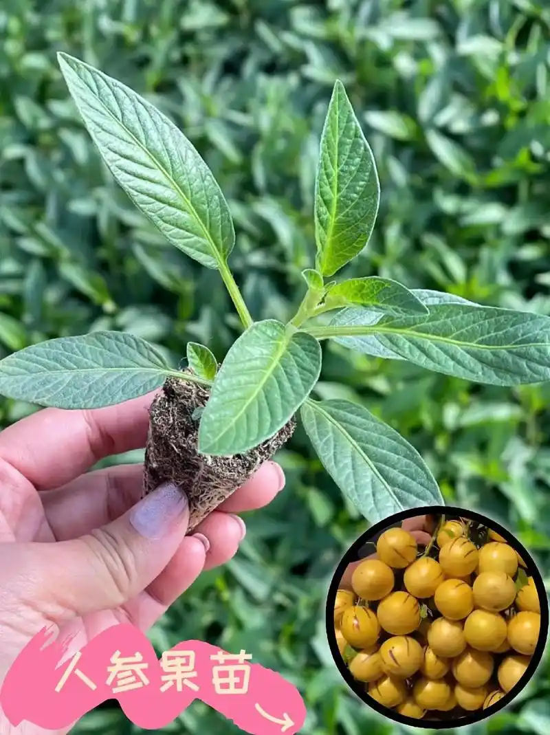 哇哇哇～喜欢人参果的朋友们有福了,喜欢种植的家人们四季人参果苗来