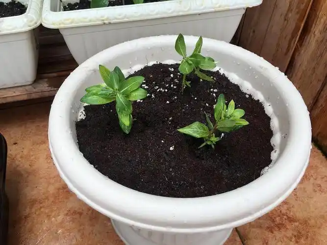 花卉植物网购分享