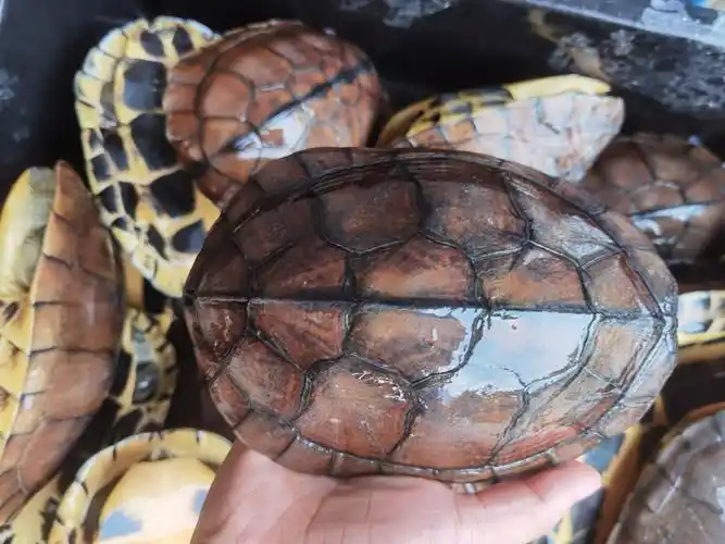 变异巴西龟白巴1两2两3两都有健康全品龟