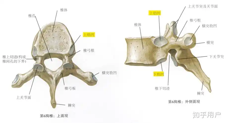 (解剖学)第一胸椎体有一圆形的全肋凹和一半圆形的下肋凹.什么意思?