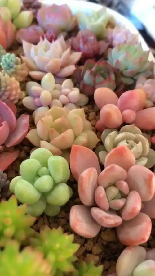 种植多肉__刘思丹