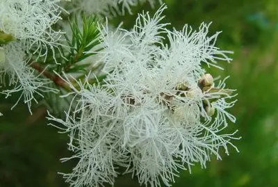 澳洲茶树纯露500ml 祛痘去粉刺必备 收缩毛孔改善痘痘肌 新鲜