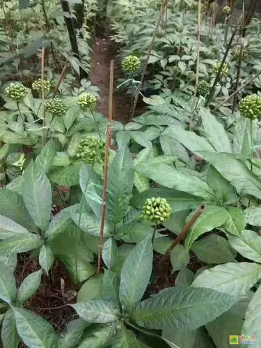 20头黑三七价格行情走势如何?价格涨跌表