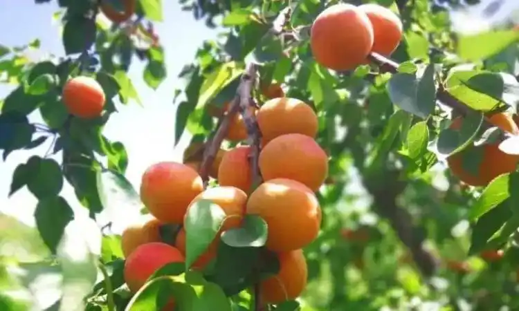 梅子金黄杏子肥全诗(梅子金黄杏子肥全诗解释)