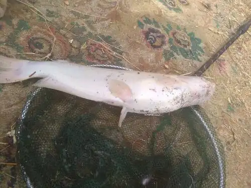 像胡子鲢鱼白色的是什么鱼