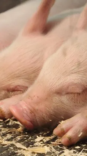 iphone 壁纸 睡猪