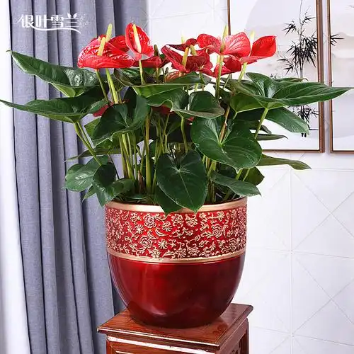 红掌盆栽花卉室内客厅办公室前台开花绿植开业大型绿植