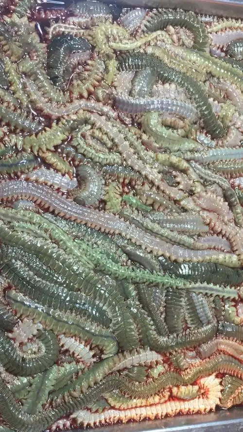 恐怖的海沙虫,您敢吃吗!