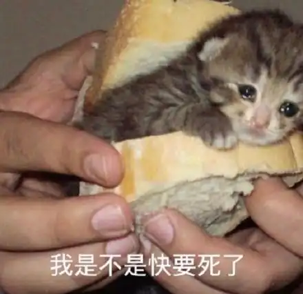 我是不是快要死了(流泪猫咪头像 67表情包)_头像_猫咪表情