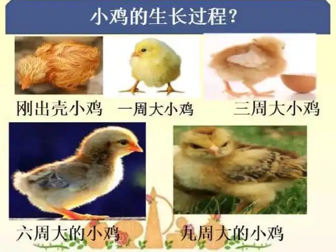 四年级科学第13课《养小鸡》,14课《小动物的生长》