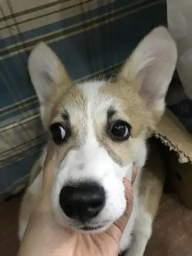 讨论求问狗狗脸上为什么会长黑毛