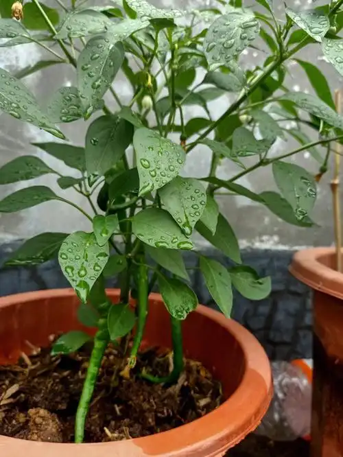 辣椒树正在蓬勃生长