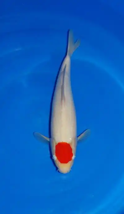 阪井精品丹顶(拍品详情)|进口精品专场|鱼乐锦鲤