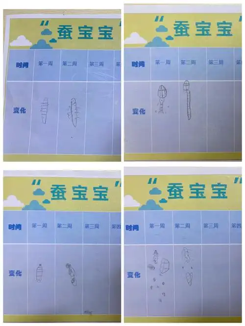 遇见蚕宝宝—我们的记录