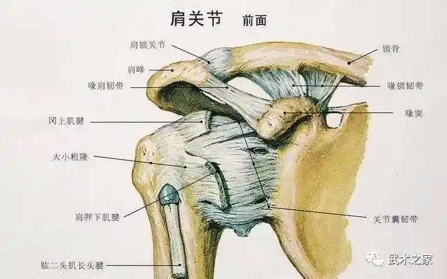 沉肩坠肘练法,有什么方法练习沉肩坠肘?|关节|肘尖|肌群_网易订阅