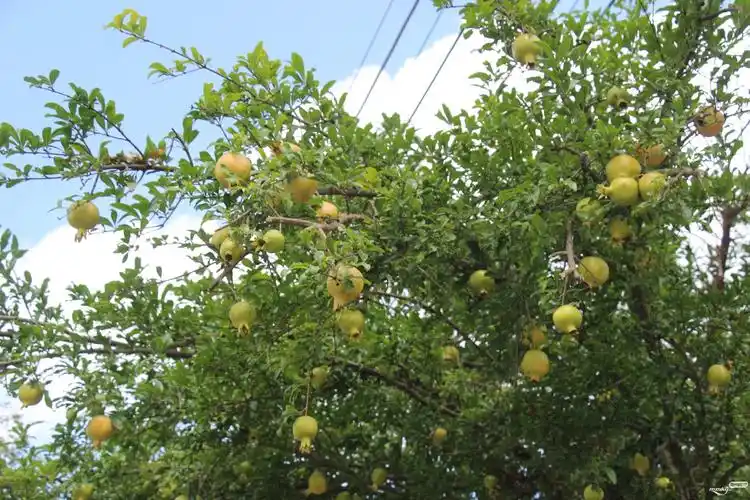 周末欣赏梅城看到的番石榴一景