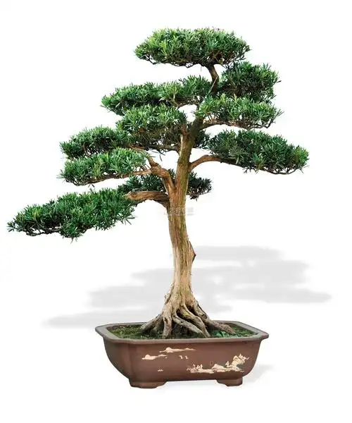 6868lot113468雀舌罗汉松