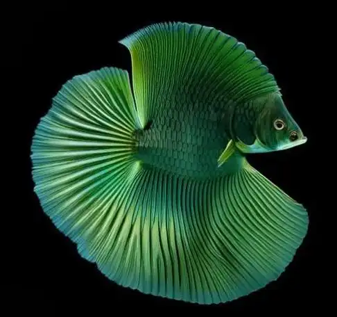 斗鱼这种色彩艳丽,外形可爱的热带鱼,是水族爱好者们的心头好.