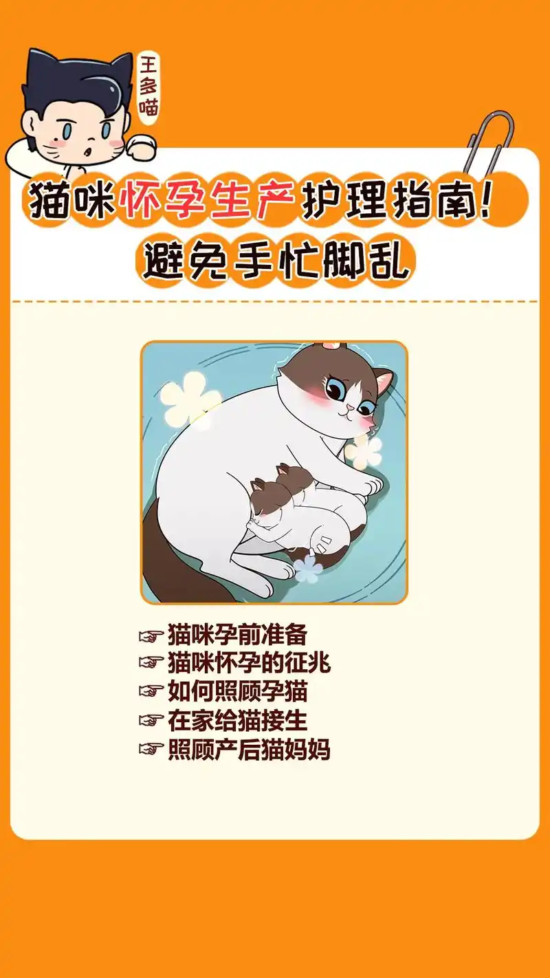 猫咪孕产全攻略!建议收藏,避免到时候手忙脚乱哦#科学养猫攻略 - 抖音