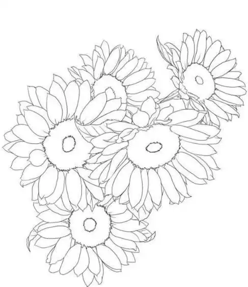 简笔画向日葵画法图片,一大片向日葵的简笔画