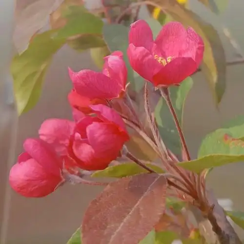 垂丝海棠又名思乡草,肠花.它的寓意为游子思乡.