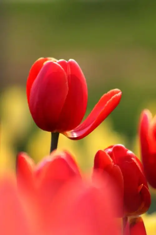 郁金香是胜利和美好的象征,同时还代表着纯洁和永恒的祝福,我爱