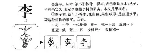 李,李的拼音,笔顺,意思解释,英文,五行属性,部首,结构