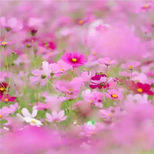 唯美格桑花头像图片