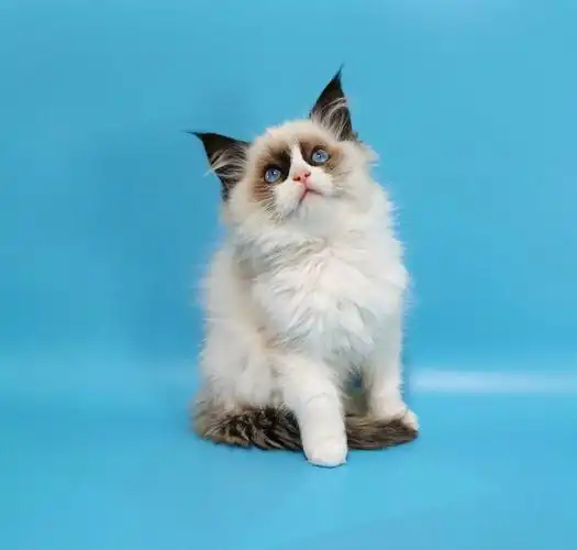 布偶猫双色妹妹找家长