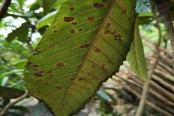 枇杷叶片上出现这种小斑点,别以为不是病,不防治会影响果实品质