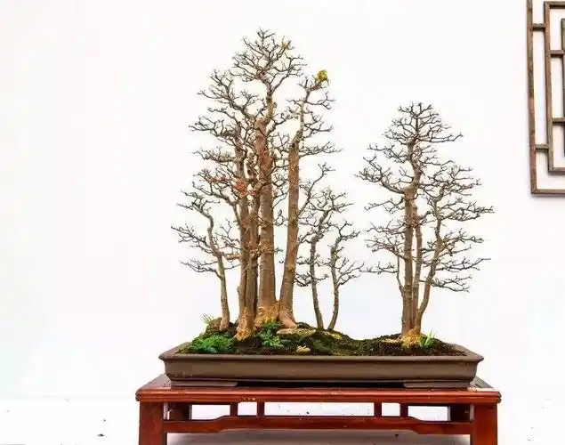 组合丛林式盆景的9个步骤