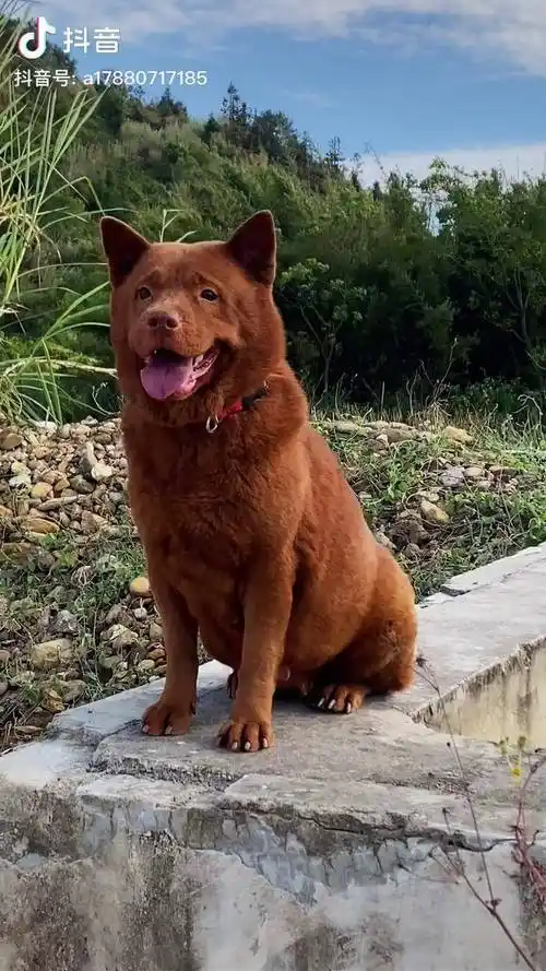 土狗最聪明最能观颜察色洞悉主人心里而且是天生的不需训练就会看家五