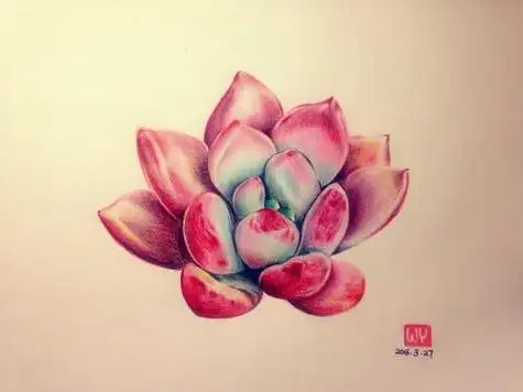 彩铅多肉植物