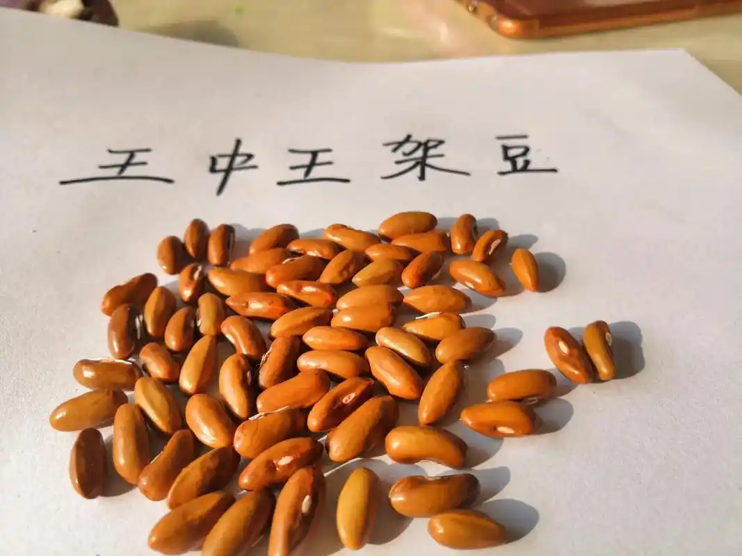 欢迎定购,晋旺良种一王中王架芸豆 品种介绍:王中王属中早熟品 - 抖音