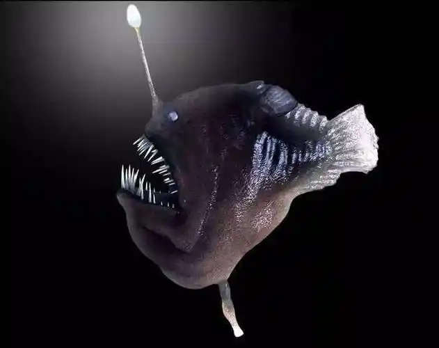 软饭硬吃的代表雄灯笼鱼到底有多懒