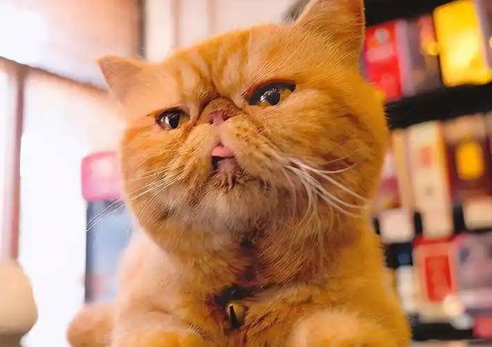 看到流浪猫就忍不住想带回家?如果"捡到"这几种猫建议带回家,它会报答