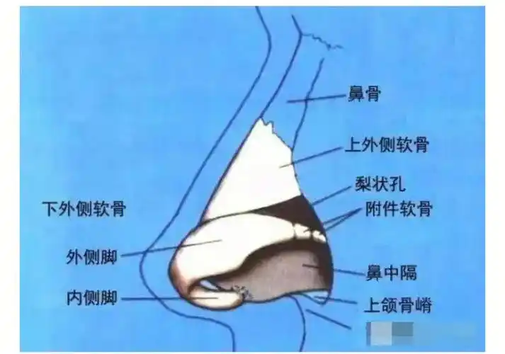 鼻部解剖